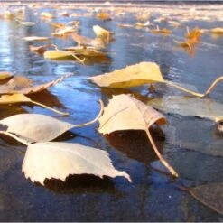 Fijnmazig Vijvernet 6 × 5 Meter -Buitentuinwinkel fijnmazig vijvernet 6 x 5 meter 1541778382 1 600