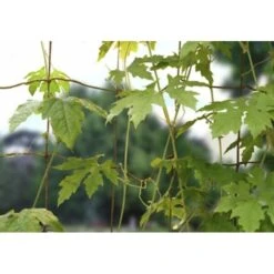 Groeinet Bonen En Erwten 1,8 × 1,8 M 6 Groeinet Bonen En Erwten 1,8 × 1,8 M -Buitentuinwinkel groeinet bonen 18 x 18 m 1531226378 1 600