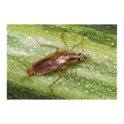 Kakkerlakkenval XL + Lokstof - Set Van 4 Stuks -Buitentuinwinkel kakkerlakkenval xl lokstof 1499689639 3 600