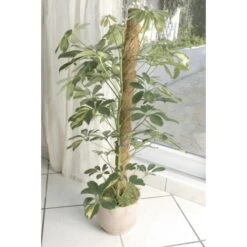 Kokos Kamerplantensteun - Plantstok Ø45 Mm × 1,2 M -Buitentuinwinkel kokos plantstok 45 mm x 12 m 1622716785 4 600