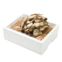 Kweekset Grijze Oesterzwammen 7,5 Liter 5 Kweekset Grijze Oesterzwammen 7,5 Liter -Buitentuinwinkel kweekset grijze oesterzwammen 1484067275 2 600