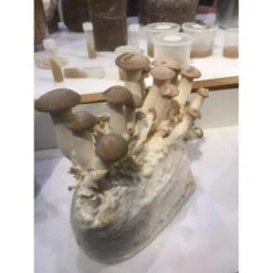 Kweekset 7,5 Liter Koningsoesterzwam -Buitentuinwinkel kweekset koningsoesterzwam 75 l 1486031844 1 600