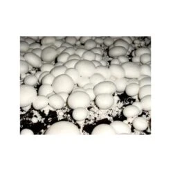 Kweekset 7,5 Liter Witte Champignons -Buitentuinwinkel kweekset witte champignons 3 l 1486032924 1 600