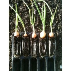 Kweektray Compact Rapid Root - 20 Cellen -Buitentuinwinkel kweektray rapid root 20 cellen 1487680721 0 600