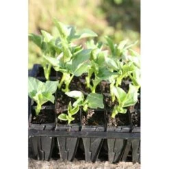 Kweektray Rapid Roots - 32 Cellen -Buitentuinwinkel kweektray rapid roots 32 cellen 1487674842 1 600