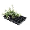 Kweektrays 24 Cellen - Professioneel - Set Van 5 Stuks -Buitentuinwinkel kweektrays 24 cellen 1497863523 1 600