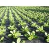 Mulchvlies - Aardbeifolie 1,5 M × 5 M -Buitentuinwinkel mulchvlies 15 m x 5 m 1484065526 1 600
