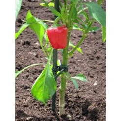 Plantenbinder - Rubber 18 Cm Groen - Set Van 15 Stuks -Buitentuinwinkel plantenbinder rubber 18 cm groen 1672759364 3 600