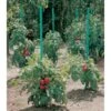 Plantensteun Voor Tomaten Met Waterreserve - 150 Cm -Buitentuinwinkel plantsteun voor tomaten met waterreserve 1m50 1602162237 1 600