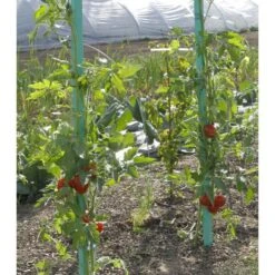 Plantensteun Voor Tomaten Met Waterreserve - 150 Cm 7 Plantensteun Voor Tomaten Met Waterreserve - 150 Cm -Buitentuinwinkel plantsteun voor tomaten met waterreserve 1m50 1602162237 2 600