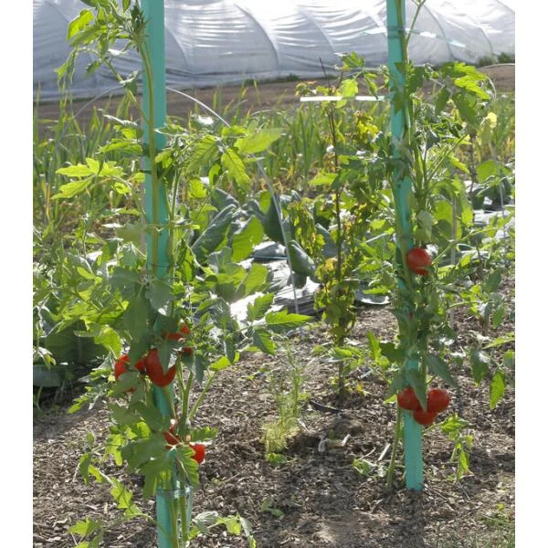 Plantensteun Voor Tomaten Met Waterreserve - 150 Cm 4 Plantensteun Voor Tomaten Met Waterreserve - 150 Cm - Afbeelding 2