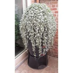 Regenton Antraciet - 360 Liter 9 Regenton Antraciet - 360 Liter -Buitentuinwinkel regenton antraciet 360 liter 1566069314 1 600