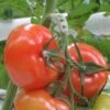 Tomaten Trossteun Wit - Set Van 100 Stuks 2 Tomaten Trossteun Wit - Set Van 100 Stuks -Buitentuinwinkel tomatentrossteunen 1484056718 1 600