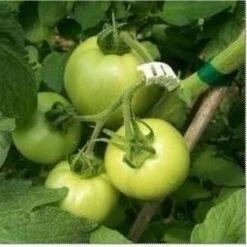 Tomaten Trossteun Wit - Set Van 100 Stuks 11 Tomaten Trossteun Wit - Set Van 100 Stuks -Buitentuinwinkel tomatentrossteunen 1484056718 4 600