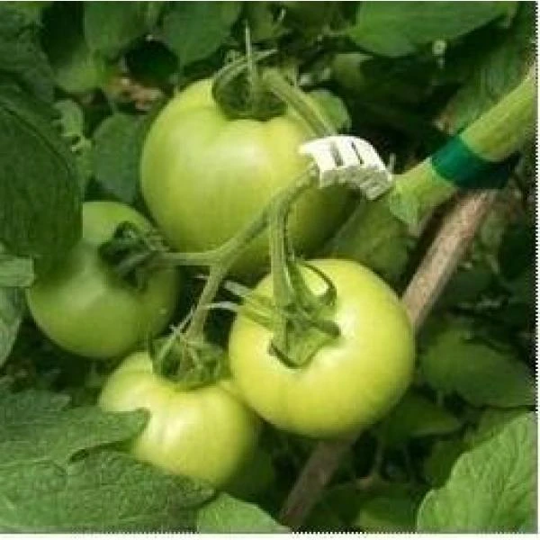 Tomaten Trossteun Wit - Set Van 100 Stuks 6 Tomaten Trossteun Wit - Set Van 100 Stuks - Afbeelding 4