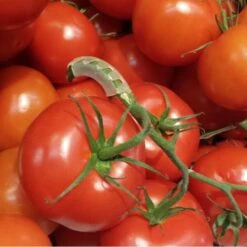 Tomaten Trossteun Wit - Set Van 100 Stuks 13 Tomaten Trossteun Wit - Set Van 100 Stuks -Buitentuinwinkel tomatentrossteunen 1536691845 1 600