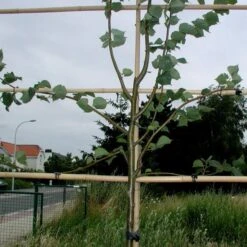 Tree-fix Boombinder 8 Cm - Set Van 50 Stuks -Buitentuinwinkel treefix boombinder 8 cm 1547134388 1 600