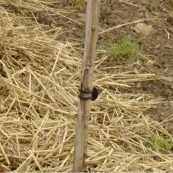 Vigne-fix 11 Cm Plantenbinder - 500 G -Buitentuinwinkel vignefix 11 cm plantenbinder 1547124016 1 600