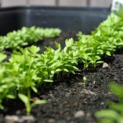 Zaaibak Zwart 57 × 42 × 8 Cm -Buitentuinwinkel zwarte zaaibak 55 x 40 x 8 cm 1484055699 5 600